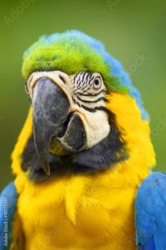 Parrot Macaw in the wild