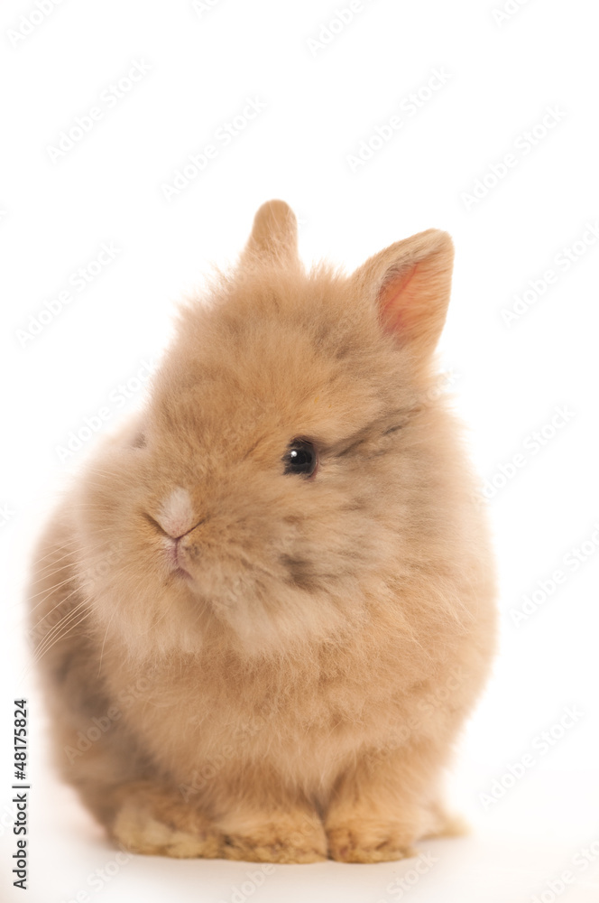Baby of orange  dwarf rabbit