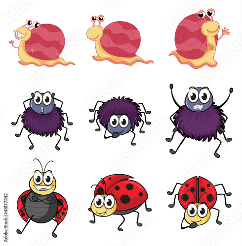 A spider, a ladybug and a snail