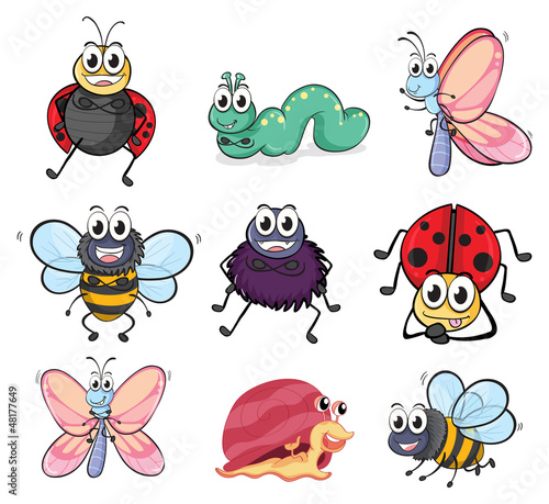 Various insects and animals
