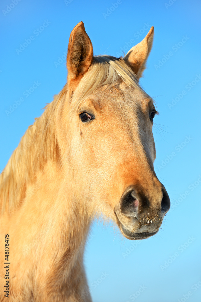 Horse Horse