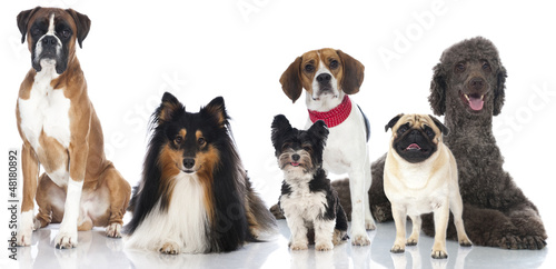 Fototapeta Naklejka Na Ścianę i Meble -  Pedigree dogs - Rassehunde