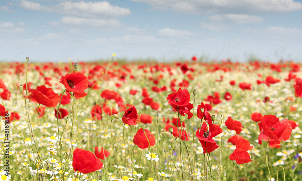 Fototapeta premium spring meadow with wild flowers