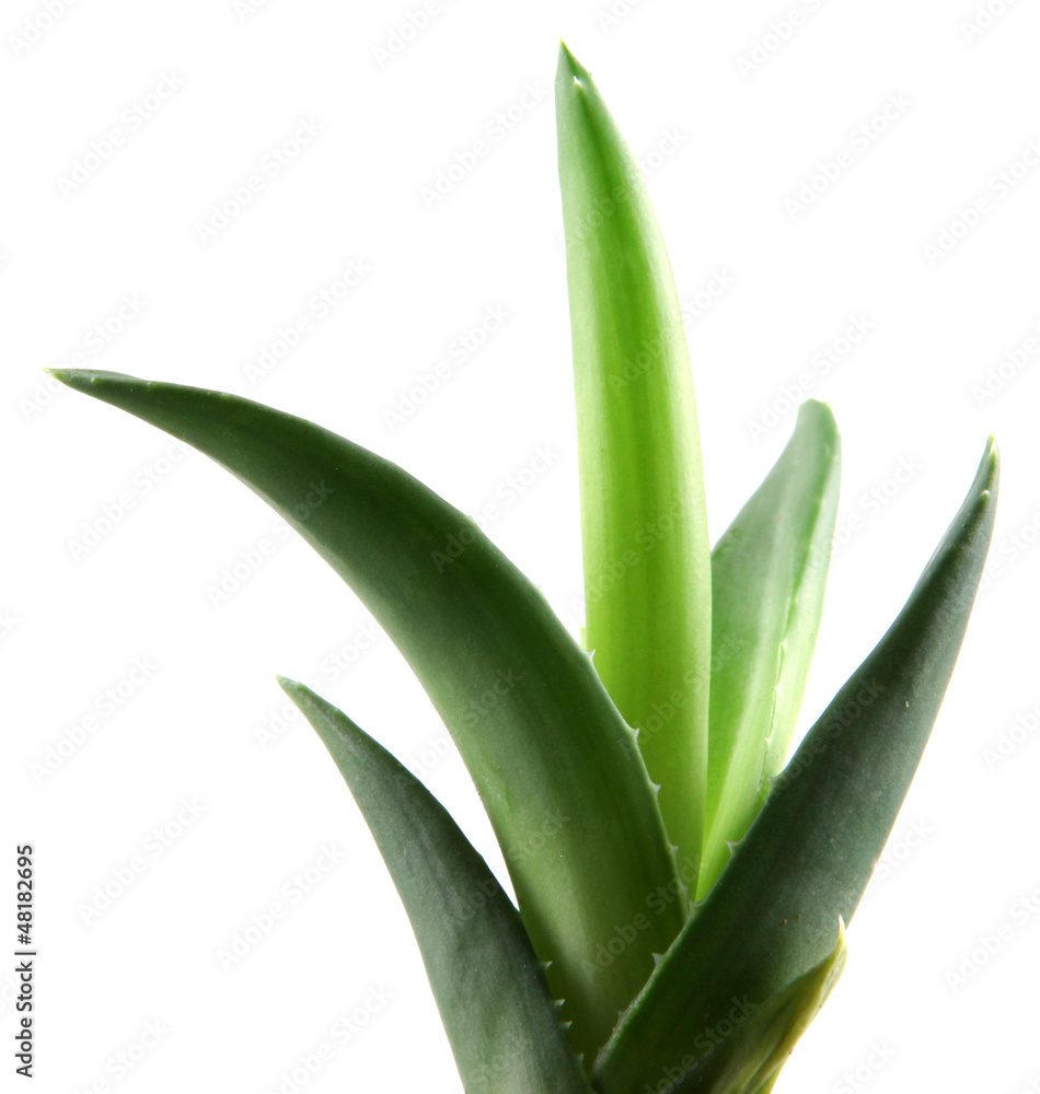 Obraz premium aloe vera