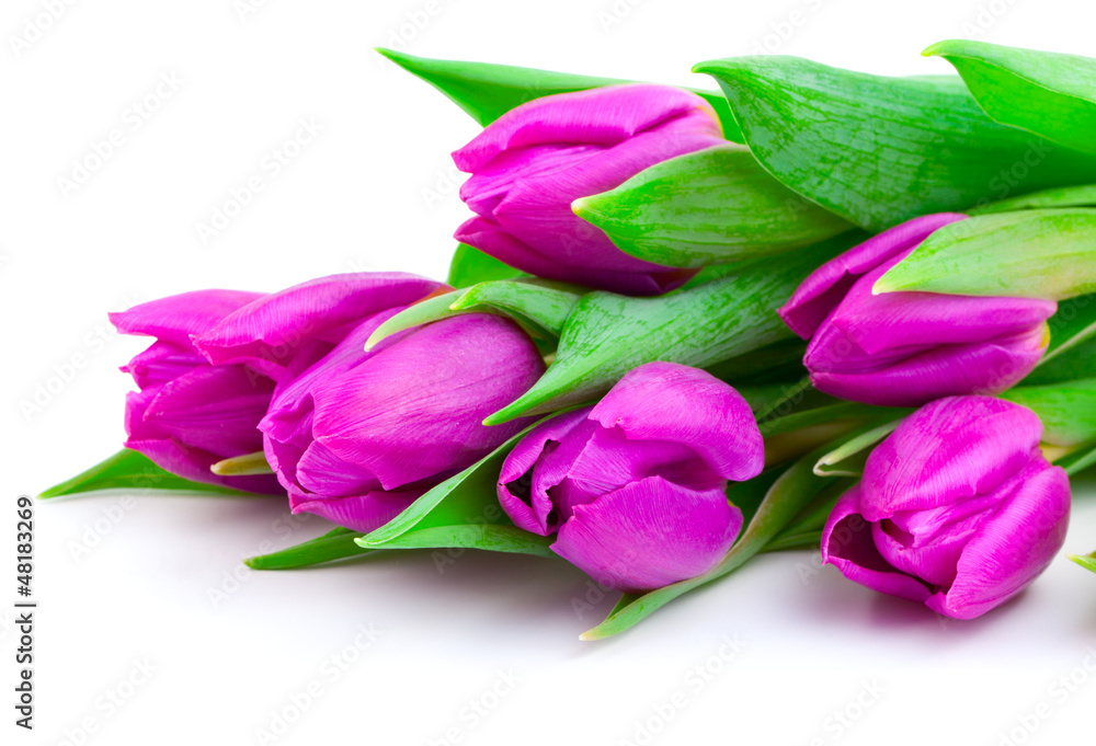 Pink tulips on white background (with sample text)