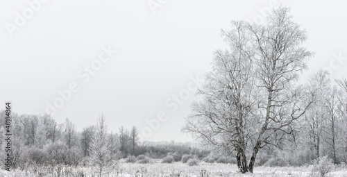 winter landscape forest
