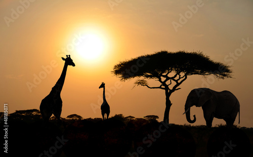 Giraffes and Elephant with Acacia tree with Sunset
