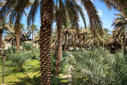 Oasis in the middle of a desert (Oman)