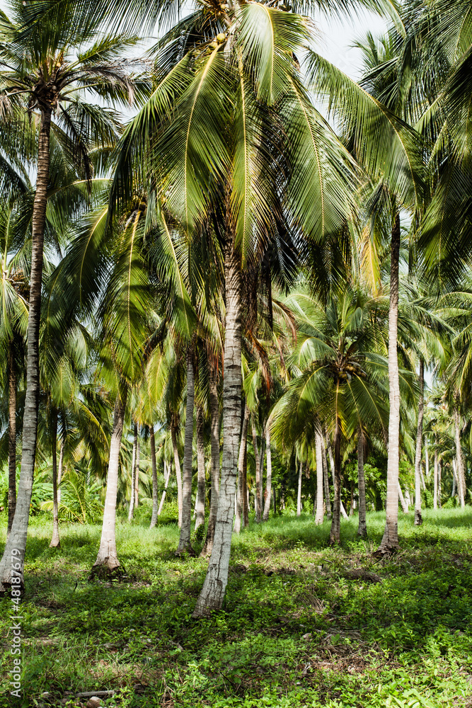 Green Palm Forest in Colombian Island Green Palm Forest in Colombian Island