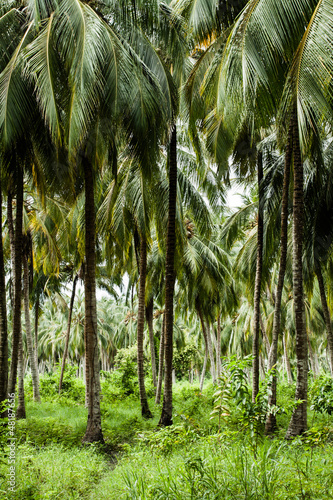 Green Palm Forest in Colombian Island