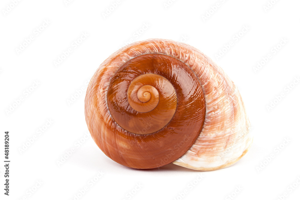 sea shell isolated on white sea shell isolated on white