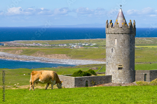 Doonagore castle with Irish cow near Doolin