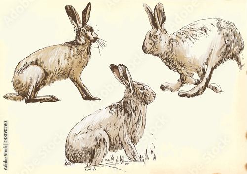 Collection, three studies hare in motion.