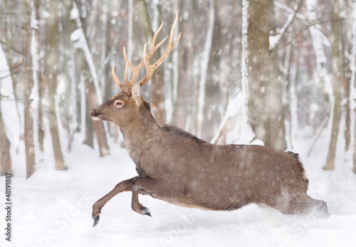 Wallpaper Mural Deer Torontodigital.ca