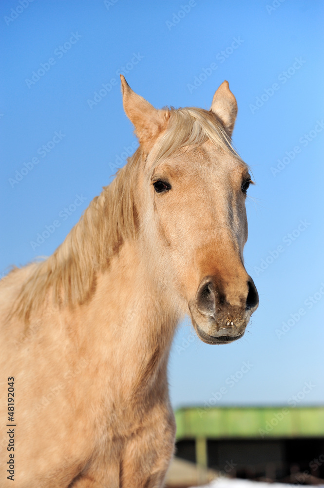 Fototapeta premium Horse