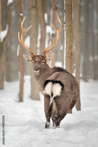 Wallpaper Mural Deer Torontodigital.ca