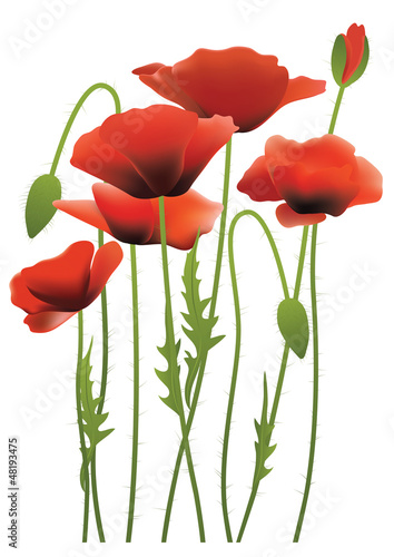 Fototapeta Naklejka Na Ścianę i Meble -  red poppy flowers, vector illustration