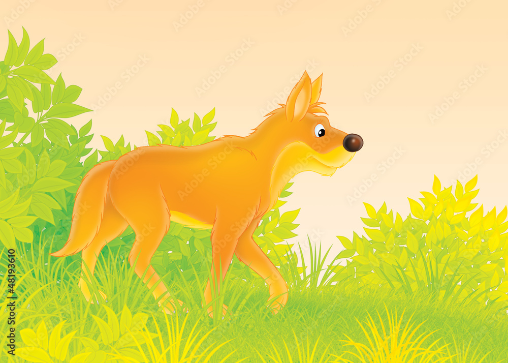 Obraz premium Wild dog dingo