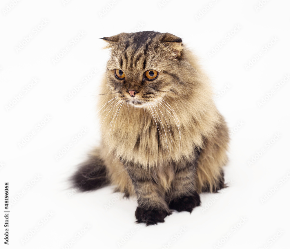 Cat isolated on white background