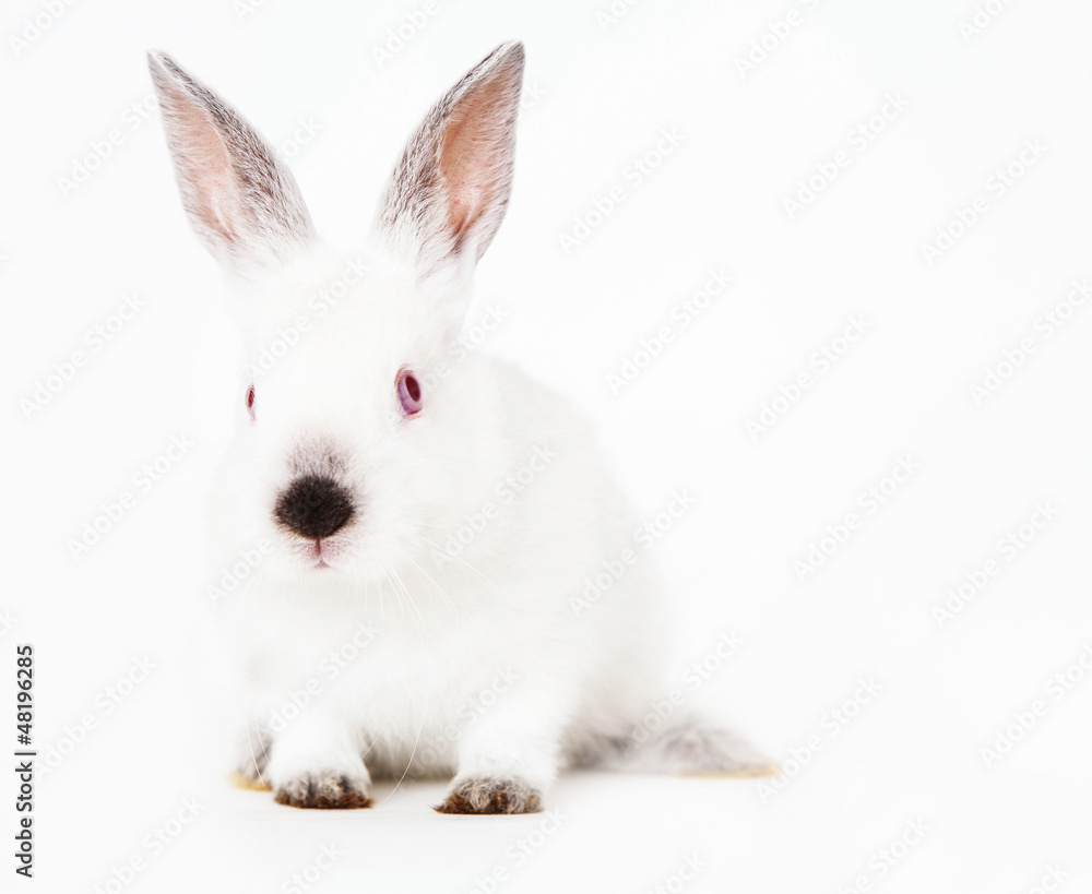 Rabbit Rabbit