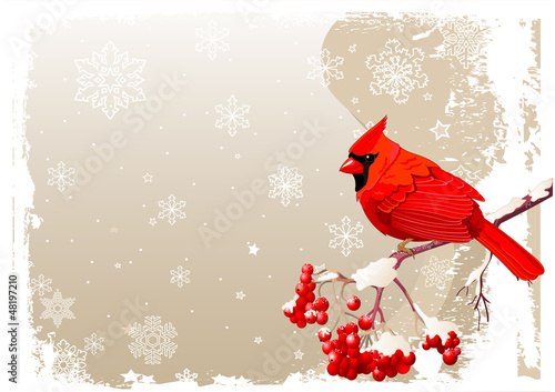 Red Cardinal bird background
