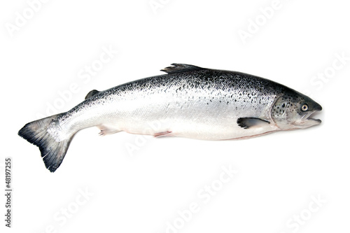 Scottish Atlantic Salmon (Salmo solar)