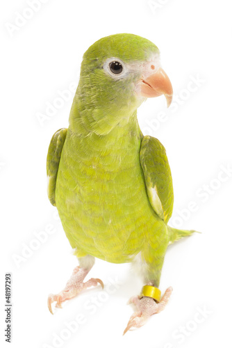 Canary Wing Parakeet, Brotogeris versicolurus, isolated on white