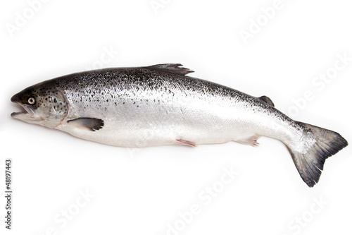 Scottish Atlantic Salmon fish (Salmo solar) whole.