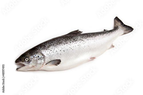 Scottish Atlantic Salmon (Salmo solar) whole