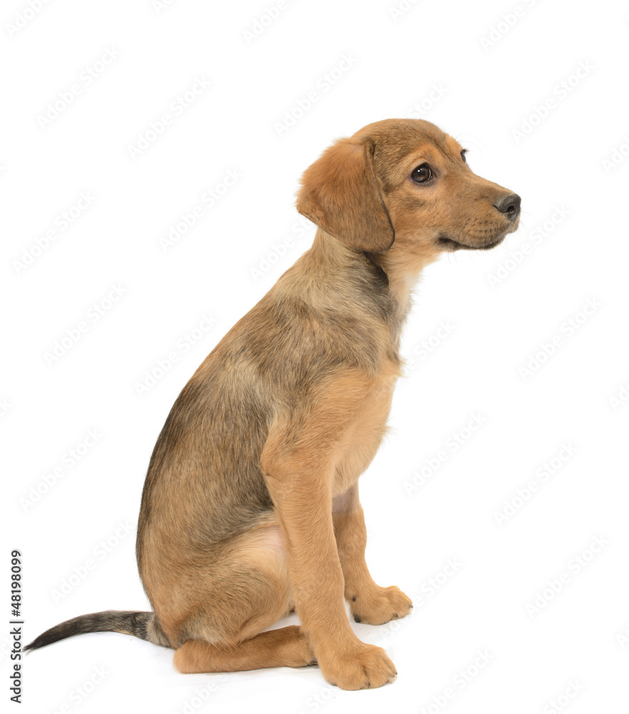 Labrador Shepherd Puppy, Canis familiaris, Isolated on white
