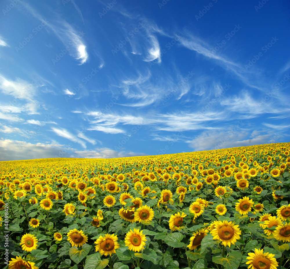 Fototapeta premium sunflower field