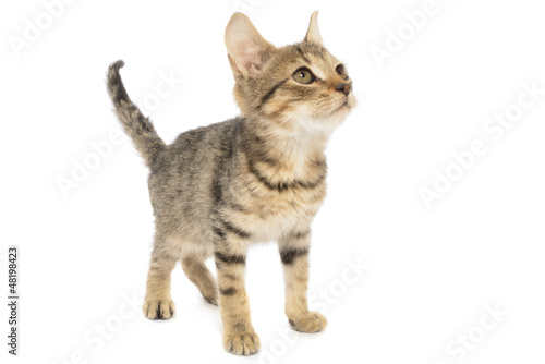 Brown Tabby Cat, Felis catus, Kitten, Isolated on White