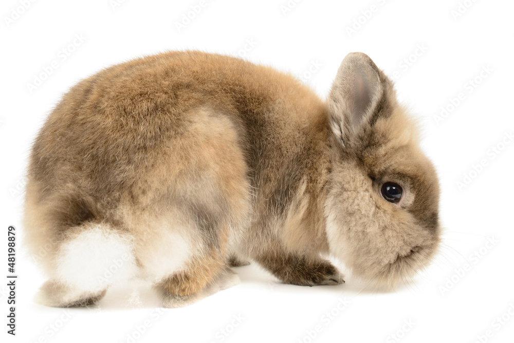 Obraz premium Lion Head Rabbit isolated on white