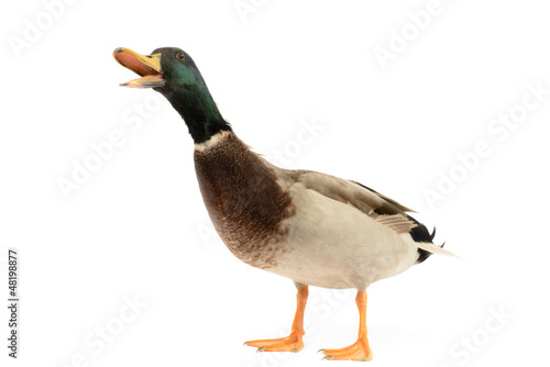 Mallard Duck isolated on white