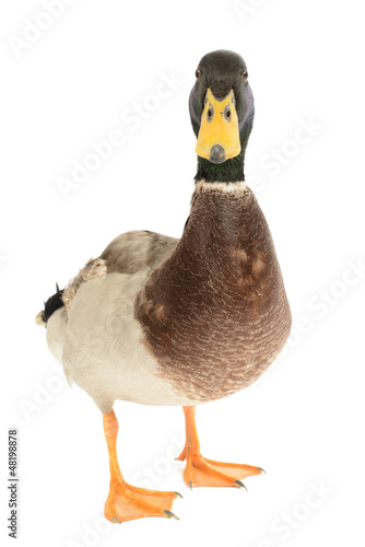 Mallard Duck isolated on white