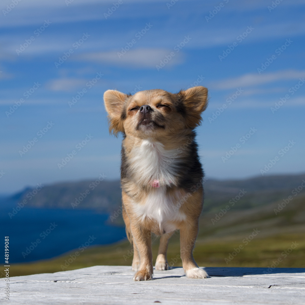 Chihuahua breathing fresh air against Northern Norway landscape