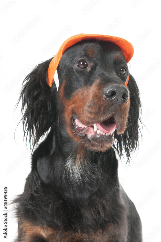 Dutch soccer dog