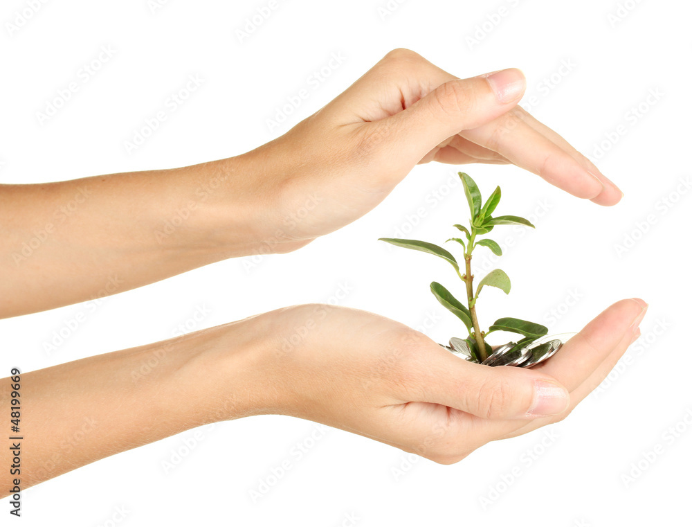 woman's hands are holding a money tree woman's hands are holding a money tree