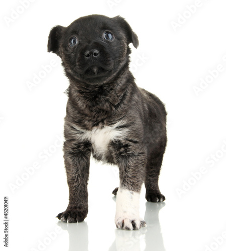 Cute puppy isolated on white