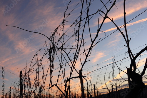 Vite in inverno in Toscana - Grape vines at winter in Tuscany