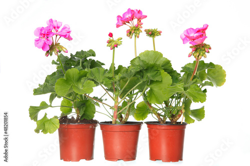 Fototapeta Naklejka Na Ścianę i Meble -  three pot with pink geraniums