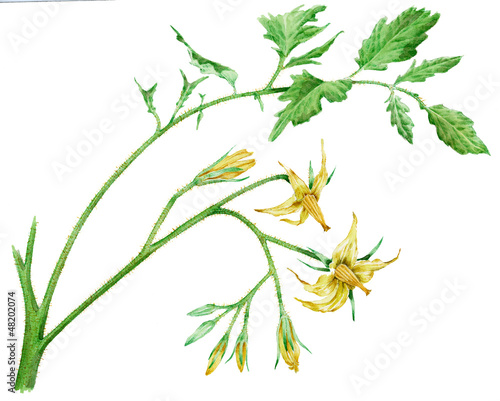Lycopersicum esculentum - pomodoro fiori