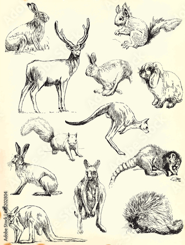 animals collection (black outlines)