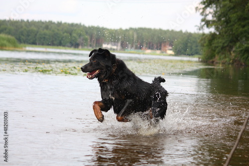 Happy swiss mountain dog crossbreed running in the water