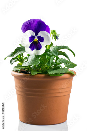 viola del pensiero in vaso