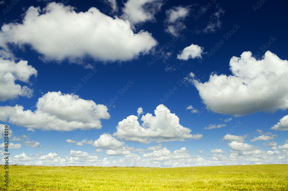 summer green meadow. summer green meadow.