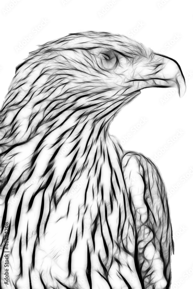 Naklejka premium rysunek orła