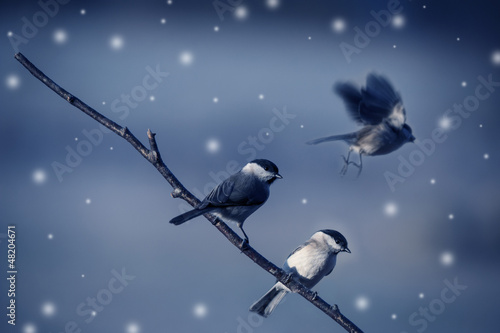 Photography birds in winter