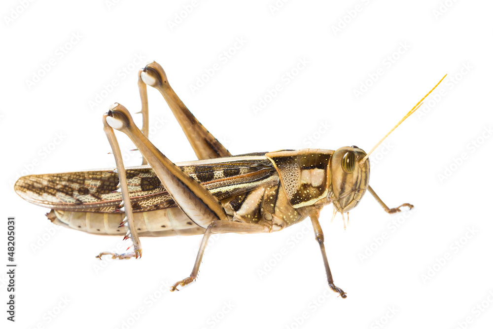 Vs Grasshopper Contact Locast Grasshopper Locast Available Areas