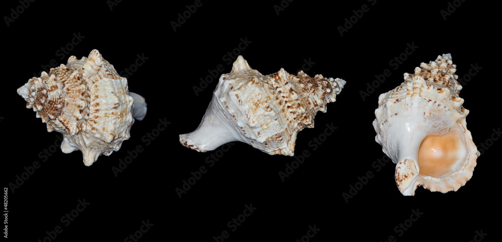 sea shell sea shell